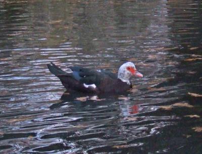 Прикрепленное изображение: 002b-1.jpg